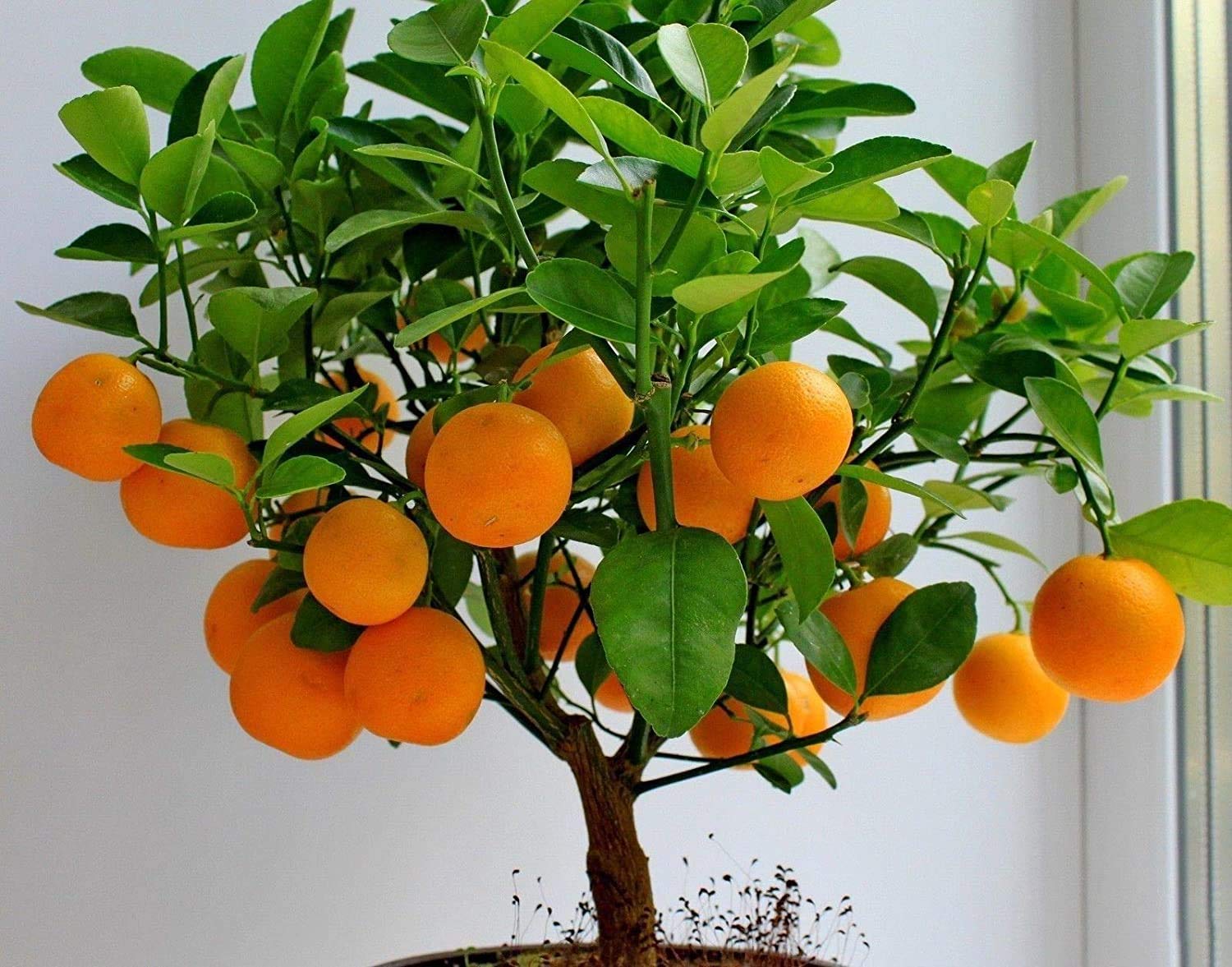 ROYAL PARADISE GARDEN Exotic Fruit Plant Orange Santra Healthy Live Plant For Home and Garden 1 Plant (B08JZHBT46) Amazon Price History, Amazon Price Tracker