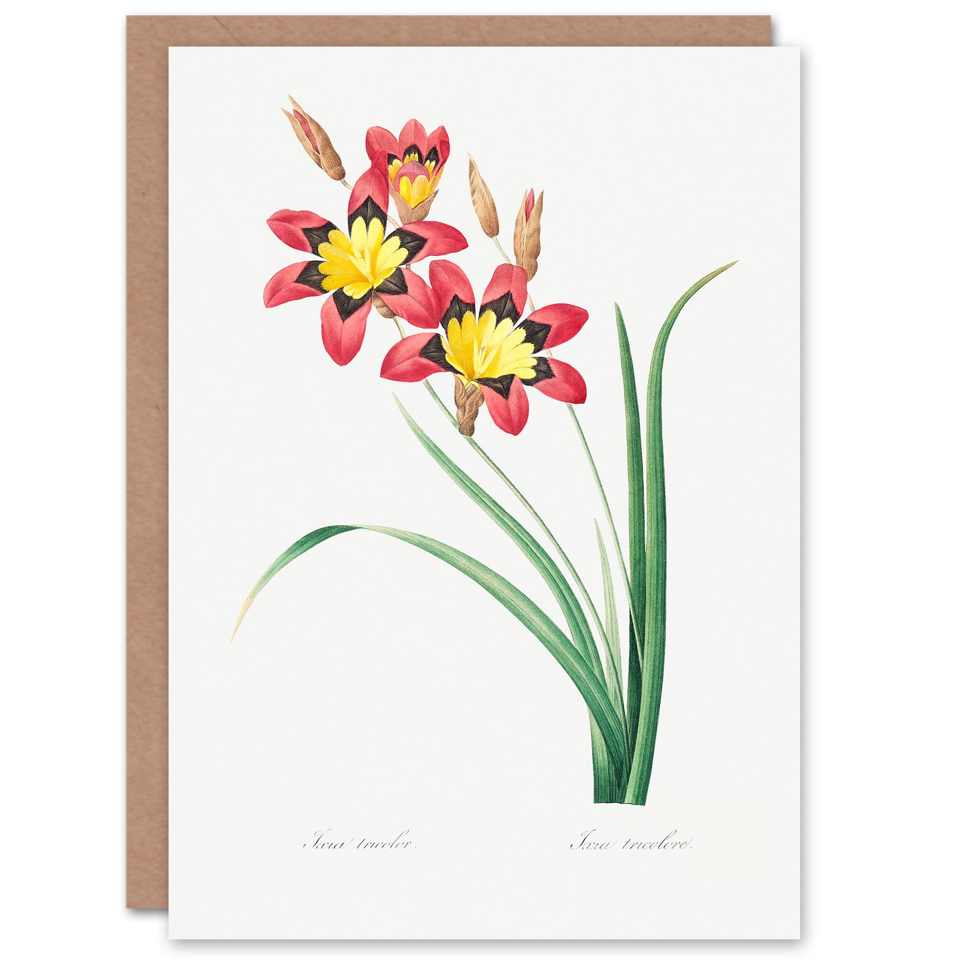 Artery8 Pierre-Joseph Redouté Harlequin Flowers Art Card
