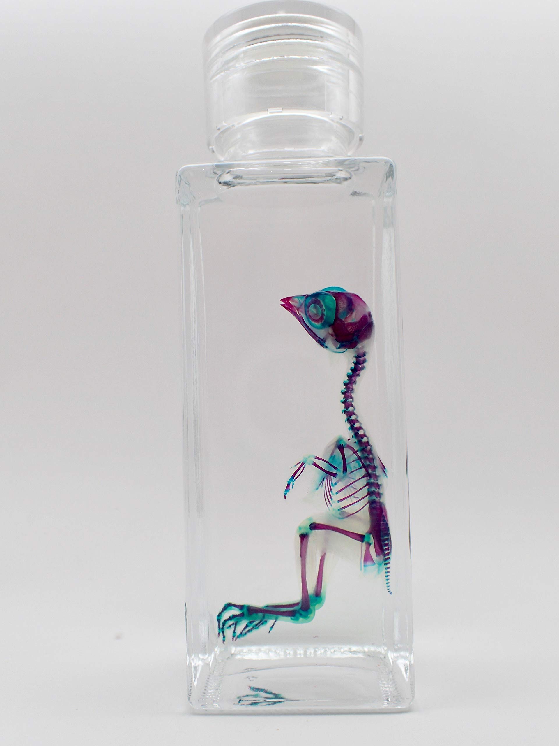 Amazon.co.jp: 透明標本/ウズラ / : ホーム＆キッチン 