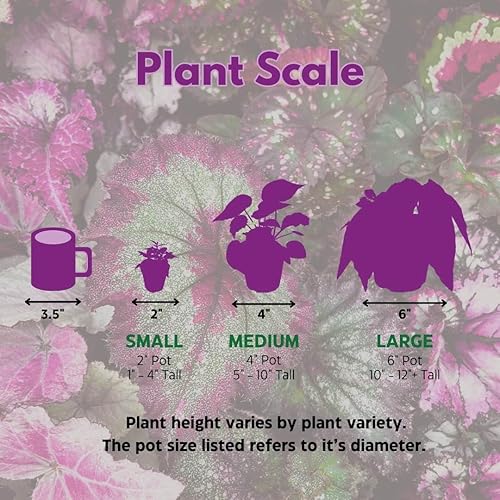 Miniatura 3 de Harmony's Flame Violets Colorful Episcia Grower's Choice Mix - Juego de 6 variedades raras variegadas y coleccionistas de 2 pulgadas