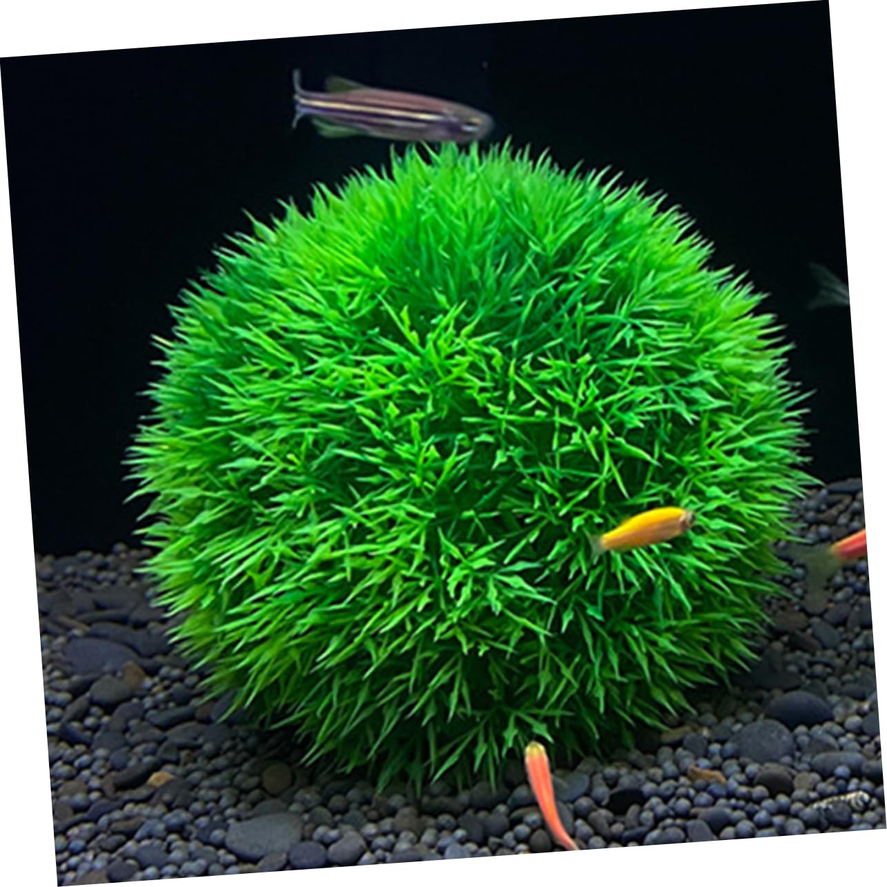 POPETPOP 4 Juegos De Hierba De Acuario Decoración Pecera - Plantas Acuáticas Artificiales Enfriador Estanque De Plantas Flotantes Decoraciones De De Páginas 4 Piezas X 4