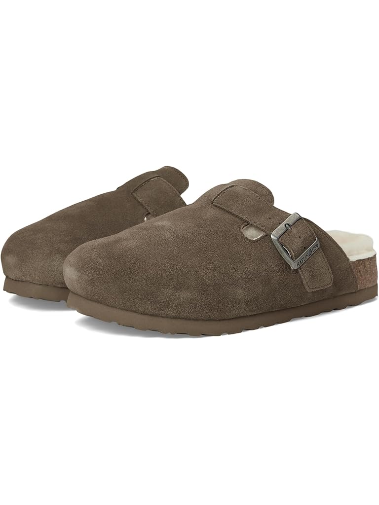 Brown Haflinger Hawk