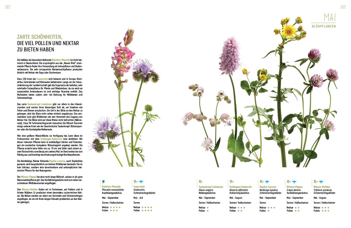 WILDBIENENHELFER: Wildbienen & Blühpflanzen
