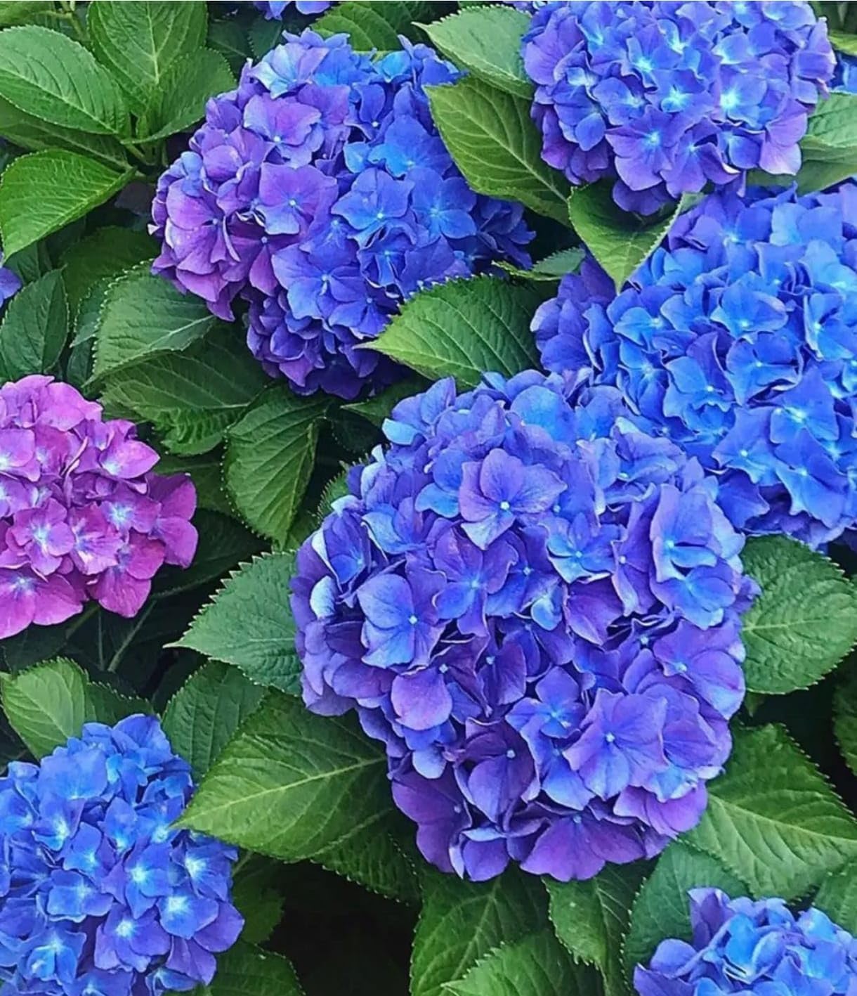 Green Collections Hydrangea Blue Live Plant (Hortensia) – Beautiful Flowering Plant for Home Garden, Balcony, or Gifting – Healthy Live Plant in Pot – Big Leaf Blue Blooms for Outdoor/Indoor Decor