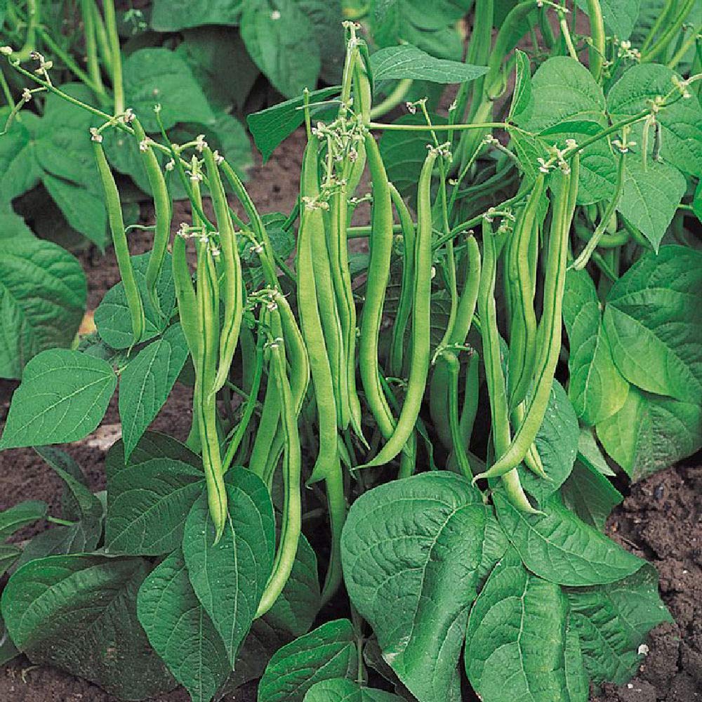 Viridis Hortus - 350 x Dwarf French Bean Safari Vegetable Seeds
