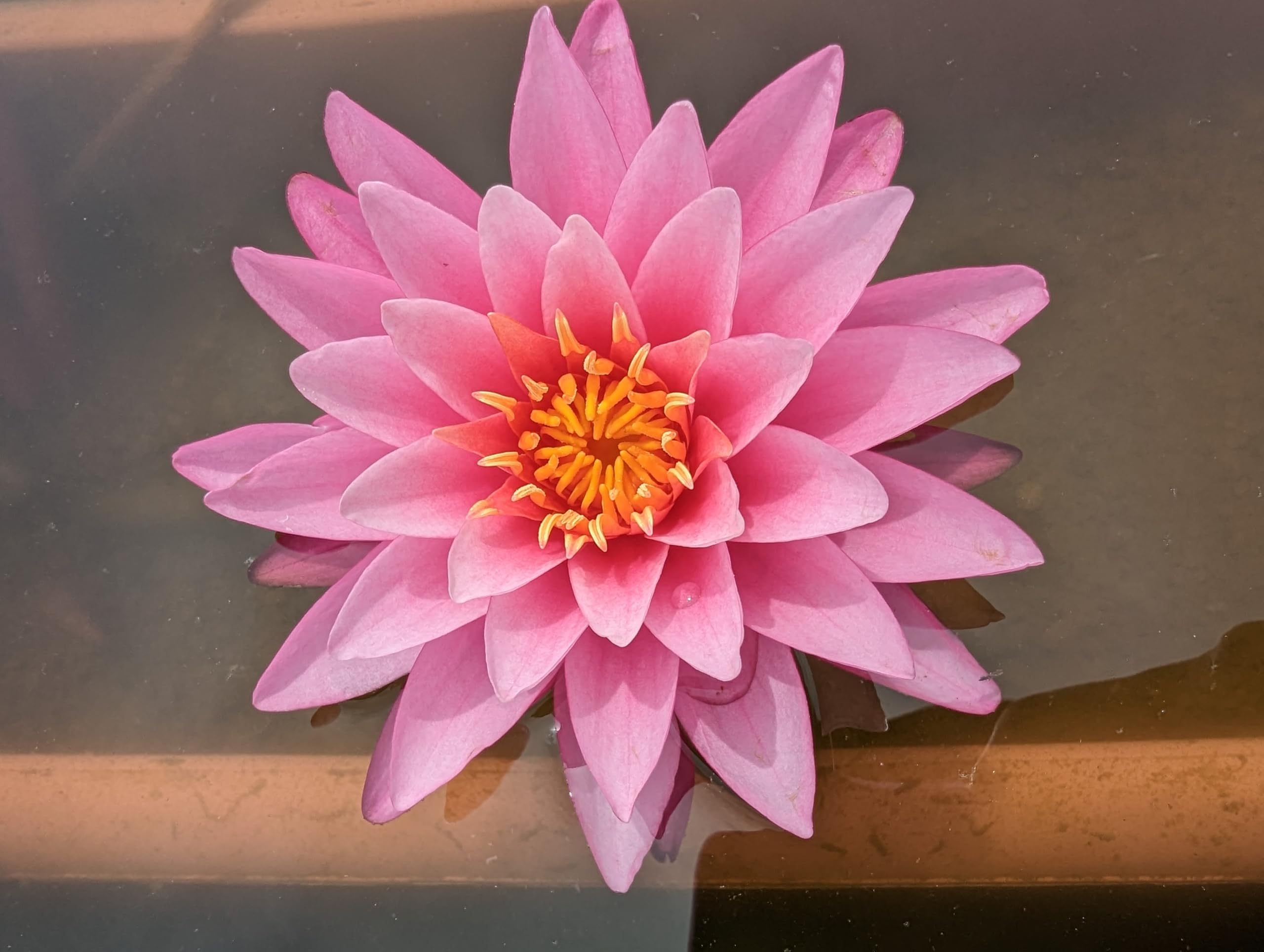Amazon.co.jp: 【温帯性睡蓮】サランラープ 抜き苗 【SA:Water Garden