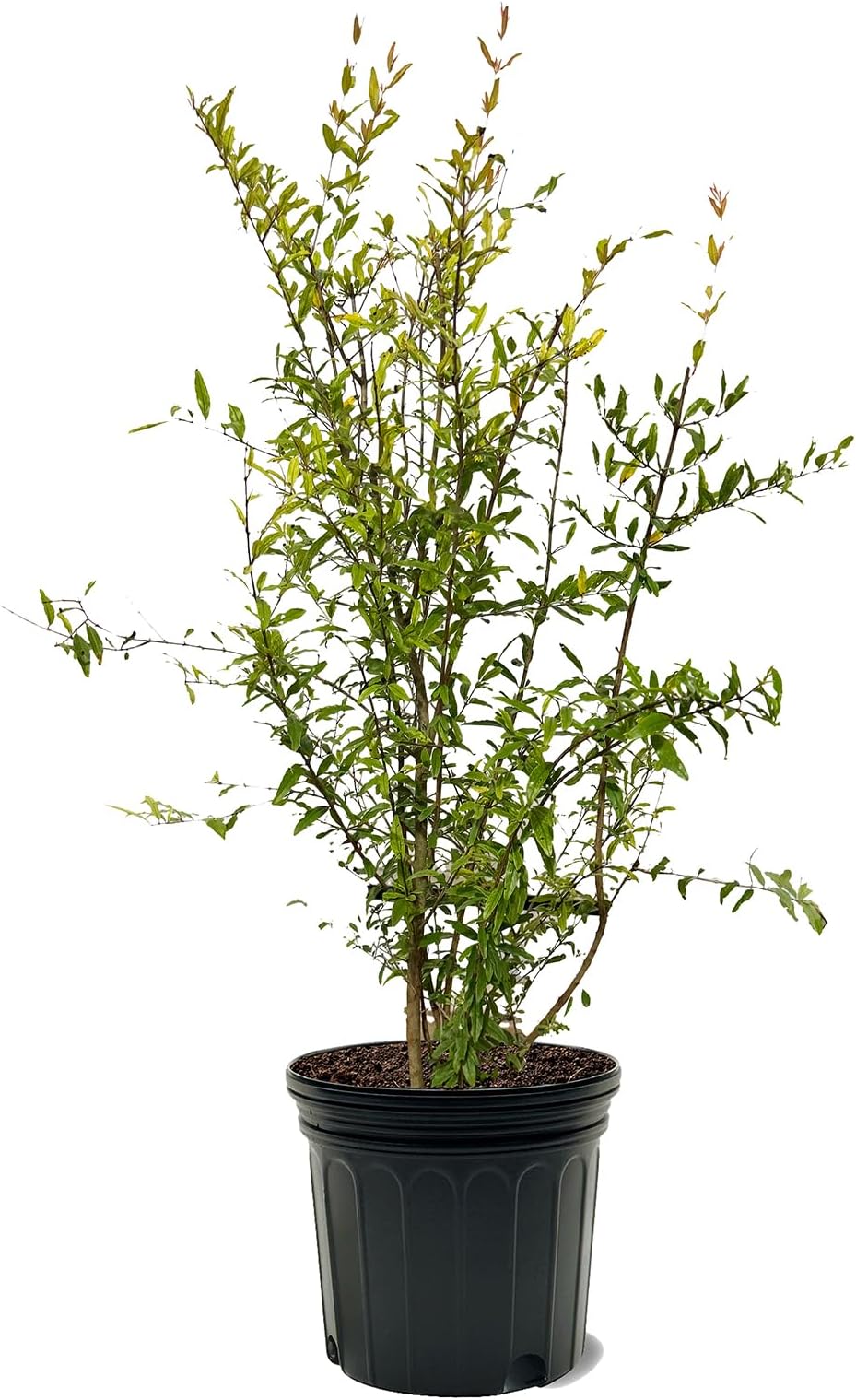 Parfianka Pomegranate Tree, Fruit Bearing, Hardy, 7 gal Nursery Pot, 3-4 ft Tree Height (Due to Agricultural Laws, we Cannot Ship to CA, AZ, AK, or HI)