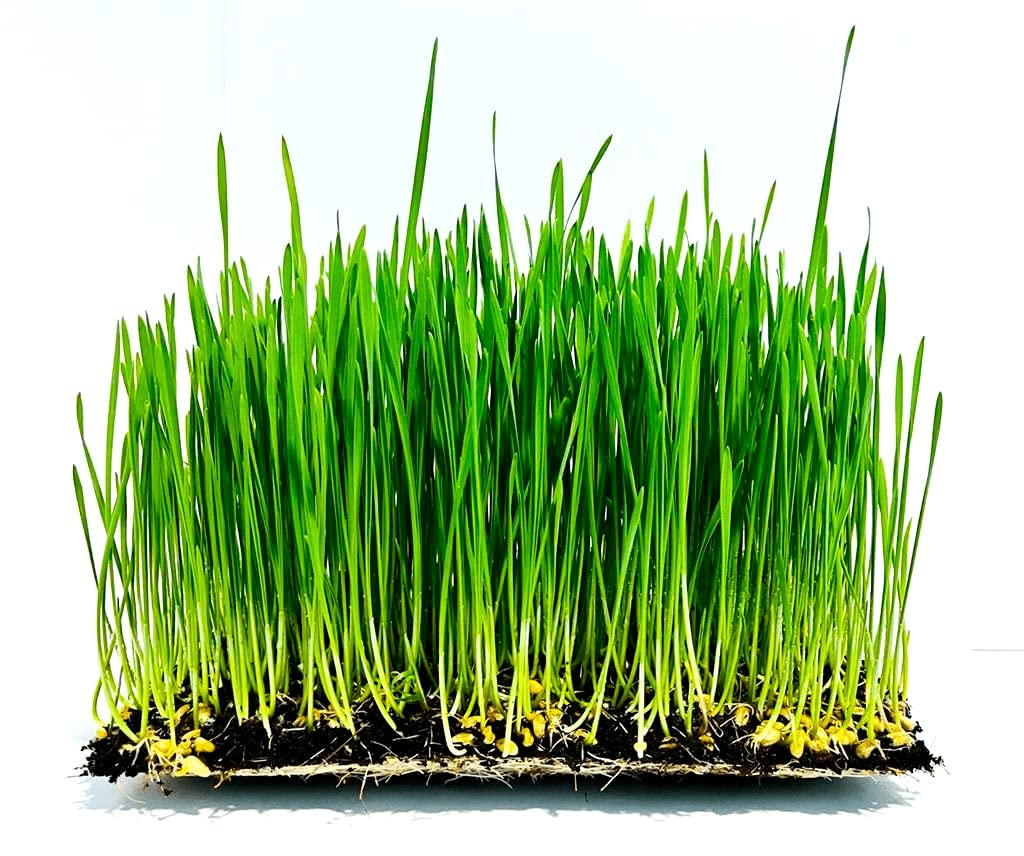 Wheatgrass Fresh Live 2 Tray with Roots | Organically Grown Wheatgrass Trays Delivered Directly From NayaGreens Farm to Home (B0BK1R79VX) Amazon Price History, Amazon Price Tracker