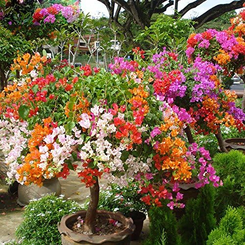 Amazon Co Jp トップカラフルなブーゲンビリアをspectabilis Willd種子盆栽植物の花の種子多年生ブーゲンビリア の種1pcsを販売 Diy 工具 ガーデン
