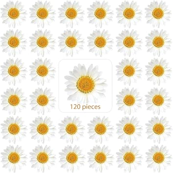 Nuanchu 120 Pcs Dried Pressed Flowers Daisies Pressed Dried Daisy Stickers White Real Nature Flowers for Resin DIY Art Molds Candle Soap Vase Making Nail Card Scrapbook Crafts
