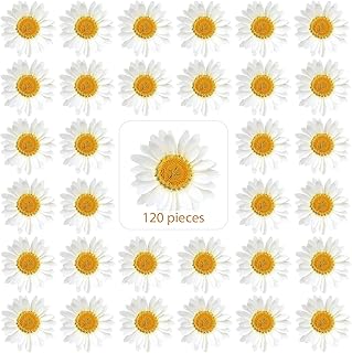 Nuanchu 120 Pcs Dried Pressed Flowers Pressed Daisies Dried Daisies Pressed Daisy Flowers Daisy Stickers White Daisy Pressed Flowers for DIY Art Crafts Resin Molds Candle Soap Making Nails Decor