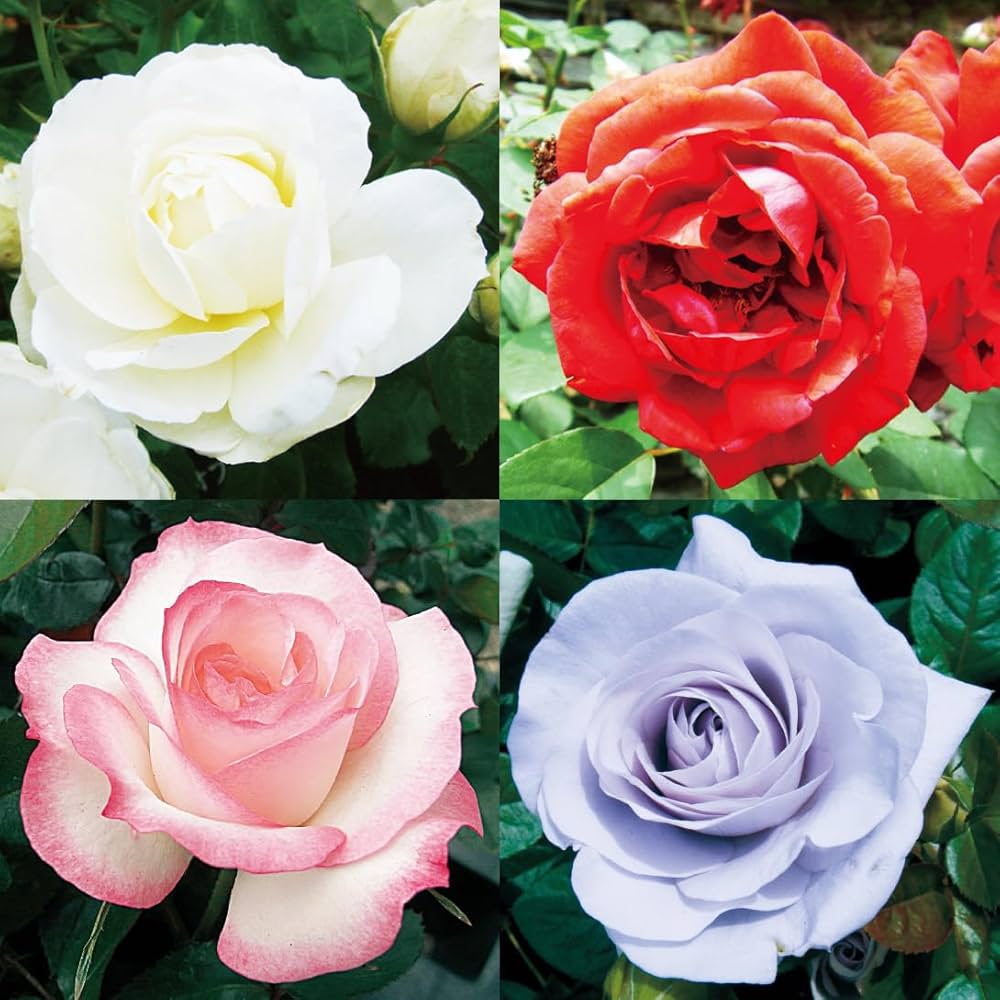 四季咲き　バラ苗　薔薇　ガーデン　ガーデニング　グリーンバラ 四季咲きバラ苗薔薇ガーデンガーデニンググリーンバラ