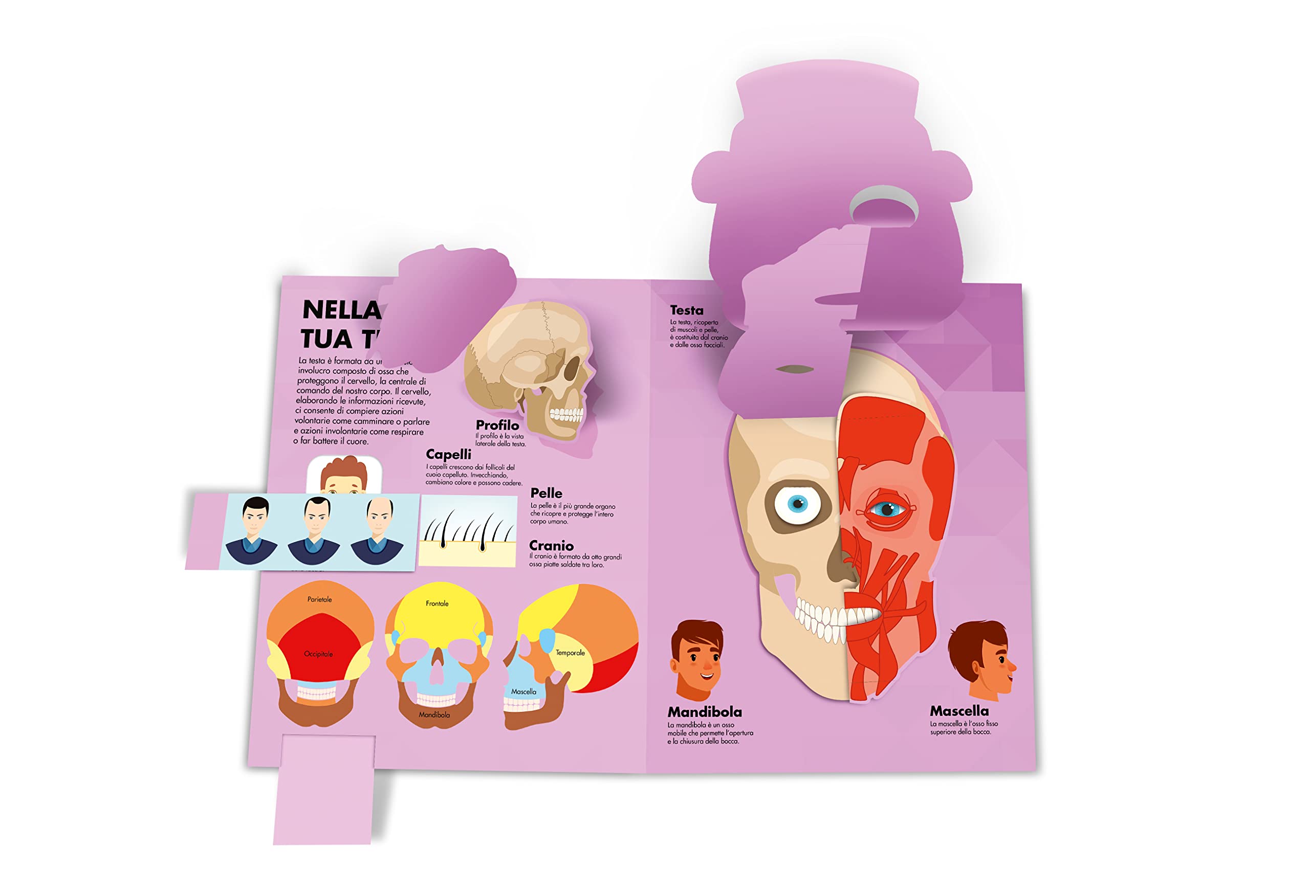Corpo umano. Il libro dei flip-flap. Ediz. a colori