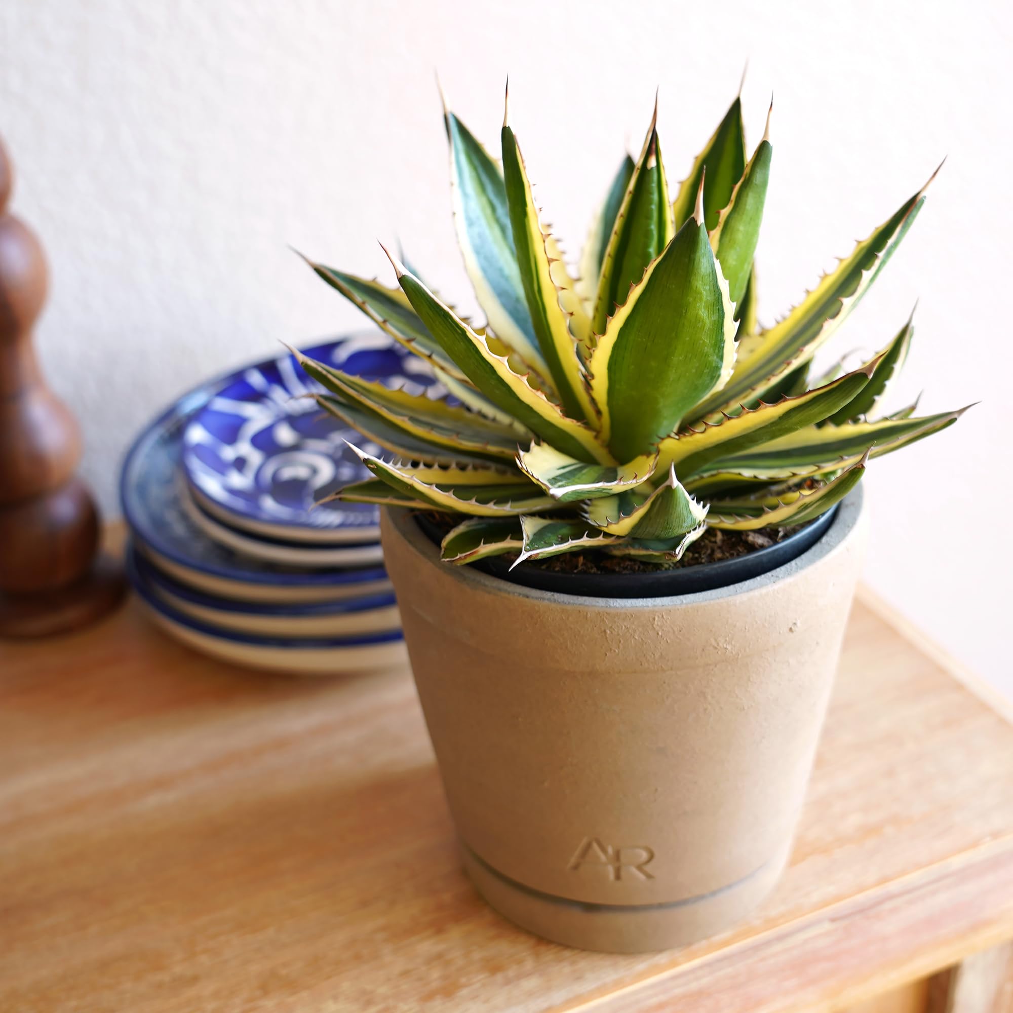 Amazon.com : Altman Plants lophantha Quadricolor Agave Plant, Exotic  Succulent, Live Plant Decor, Exotic Plants & Rare Plants, Real Plants Live  Succulents Plants Live Houseplants, Rare Succulent Plants Live Plants :  Patio,