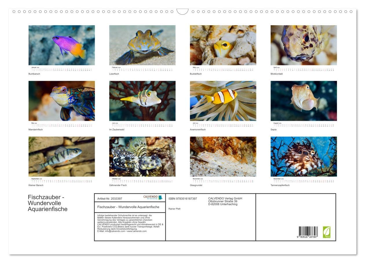 Fischzauber - Wundervolle Aquarienfische (Wandkalender 2026 DIN A2 quer), CALVENDO Monatskalender: Kalender mit bezaubernden Aufnahmen von kleinen Fischen in Aquarien.