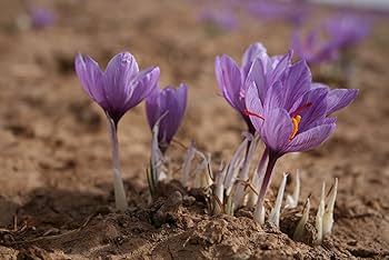 Persian Saffron [Gift Box] 3 Grams U2013 Zaran Saffron