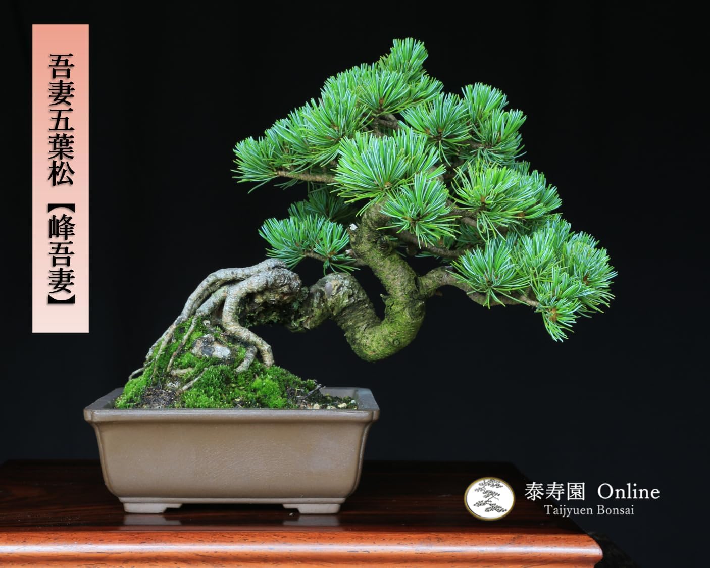 泰寿園 Online】吾妻五葉松 八房品種『峰吾妻』