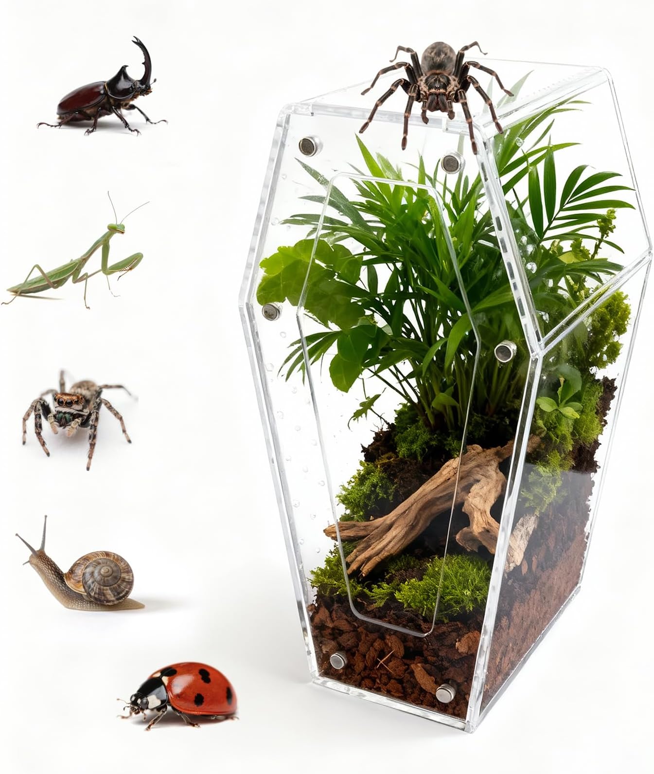 Jumping Spider Enclosure, No Installation Insect Terrarium with Magnetic Door & All-Side Ventilation, Bug Enclosure for Tarantula, Snail, Beetle and Small Reptiles