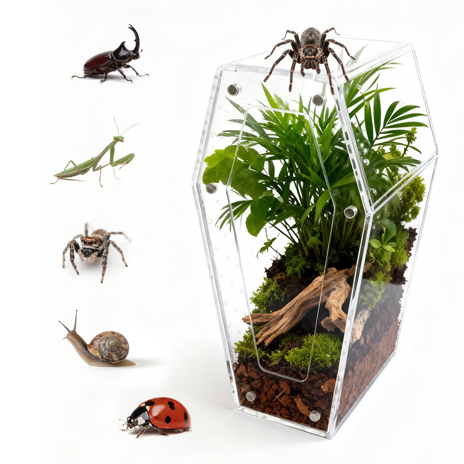 Bartuke Jumping Spider Enclosure, No Installation Insect Terrarium with Magnetic Door & All-Side Ventilation, Bug Enclosure for Tarantula, Snail, Beetle and Small Reptiles