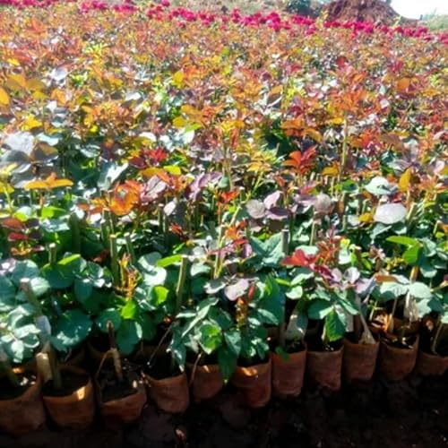 Vista 5 de Planta viva fragante de rosa trepadora, bien arraigada de 5 a 9 pulgadas de alto, sin hojas, escaladora para interiores y exteriores, rosal, té