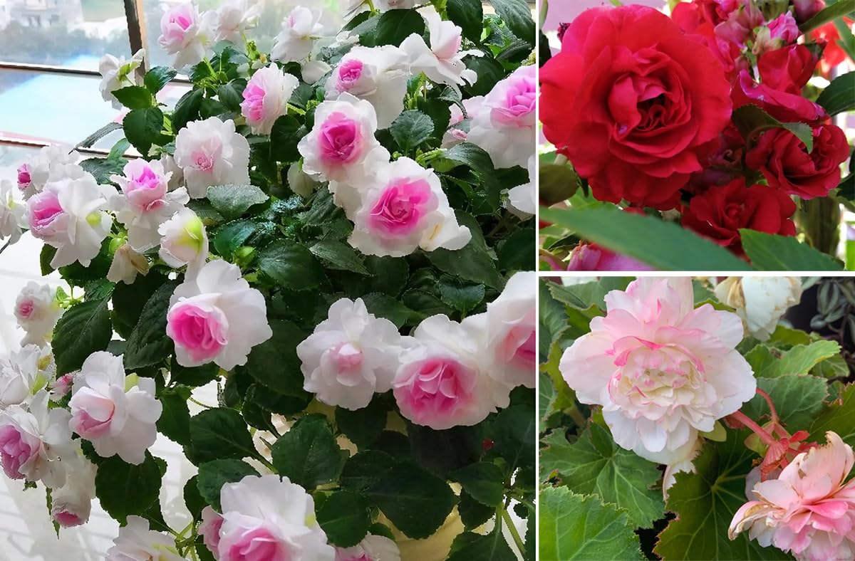 Amazon.com : 100+Mixed Impatiens Balsamina Balsam Seeds Camelia