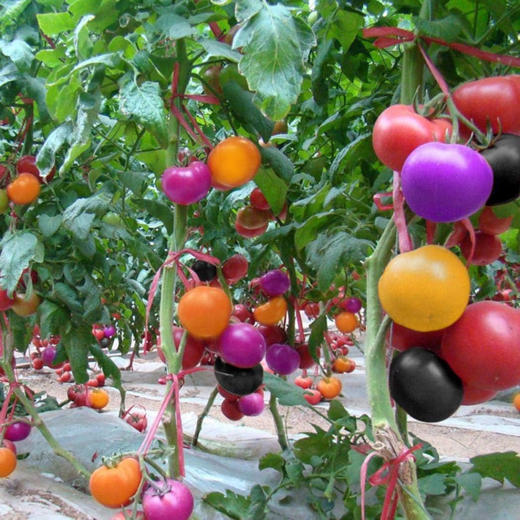 Caiuet 100pcs Rainbow Cherry Tomato Mix Seeds Colorful Heriloom Blend Garden Organic Fruit