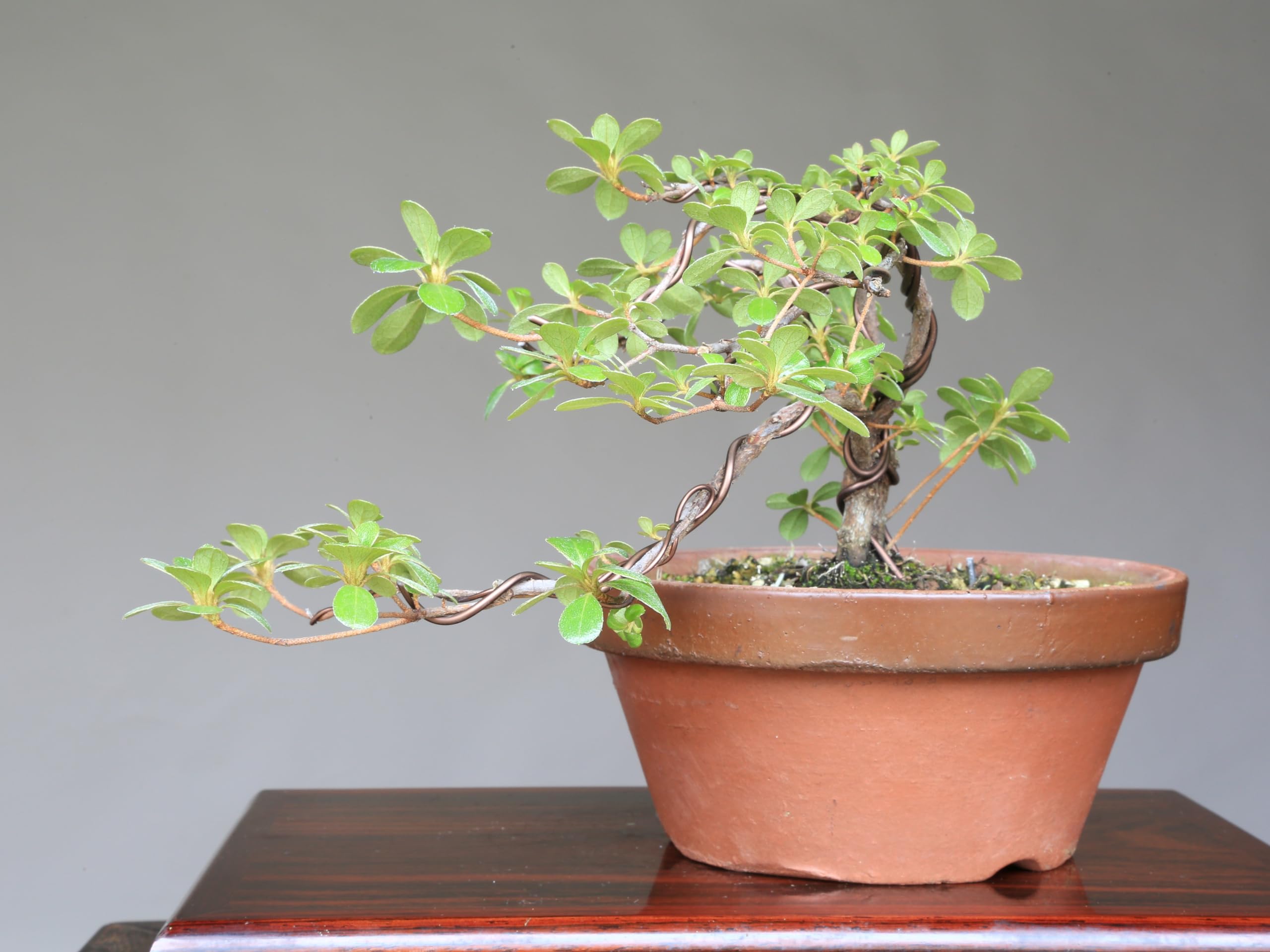 ムンク、『栗の木の下での語らい I』、希少な画集より、新品高級額・額装付 ムンク、『栗の木の下での語らい I』、希少な画集より、新品高級