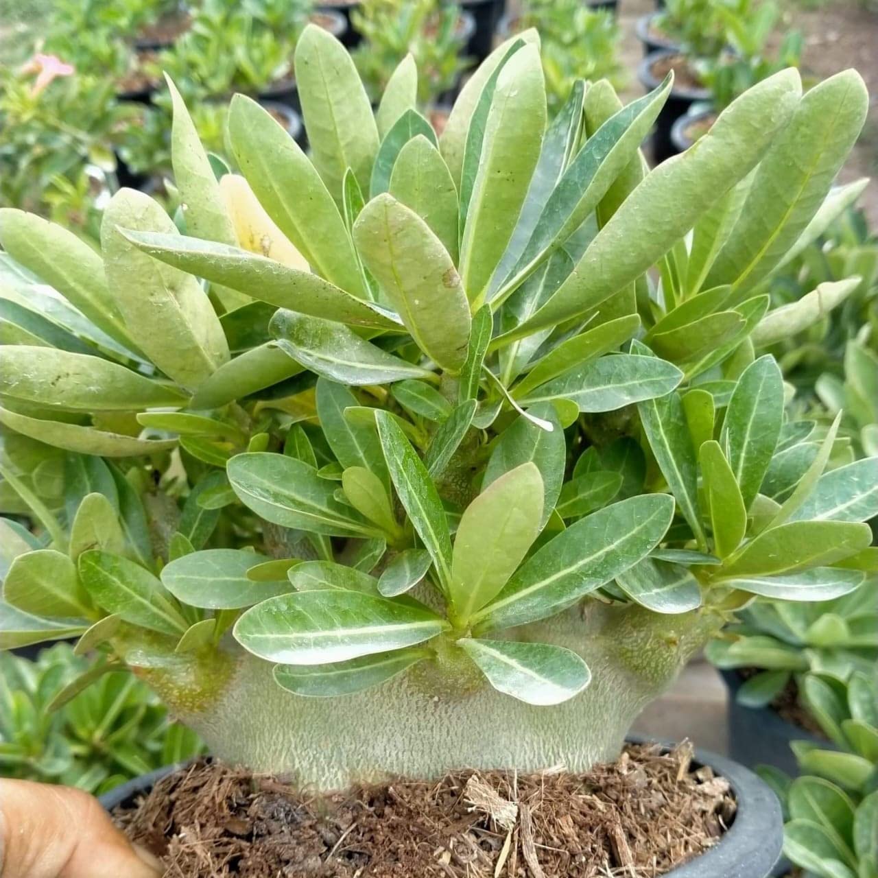 Adenium Arabicum Imported verities with super compact show plants