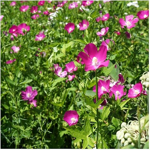 Miniatura 4 de Everwilde Farms - 15 semillas de flores silvestres nativas de malva amapola de Bush - Paquete de semillas jumbo Gold Vault