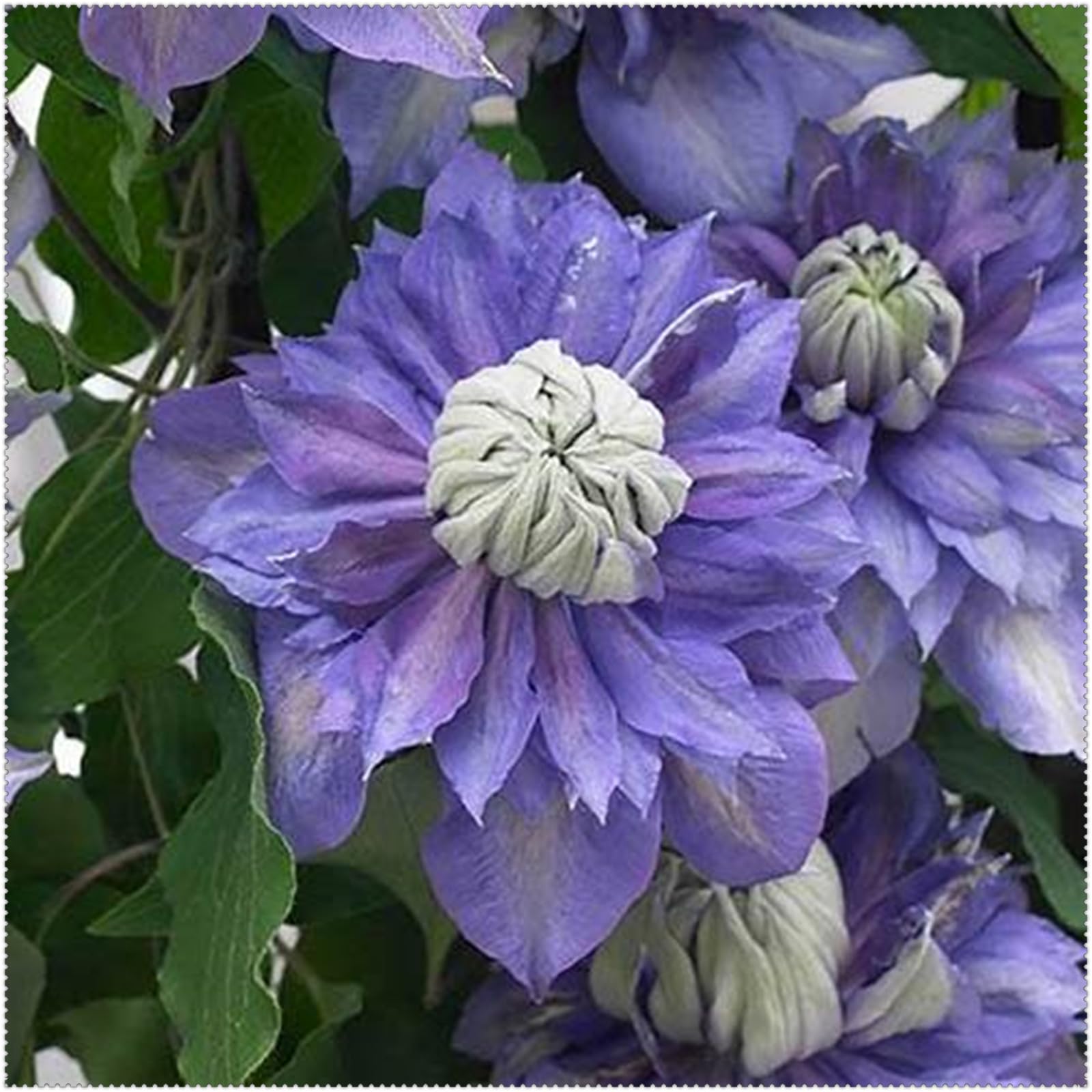 Ideale Clematis, Premium, Lange BlüTezeit, üBerraschend Wachsend, Seltene, 15zwiebeln-G