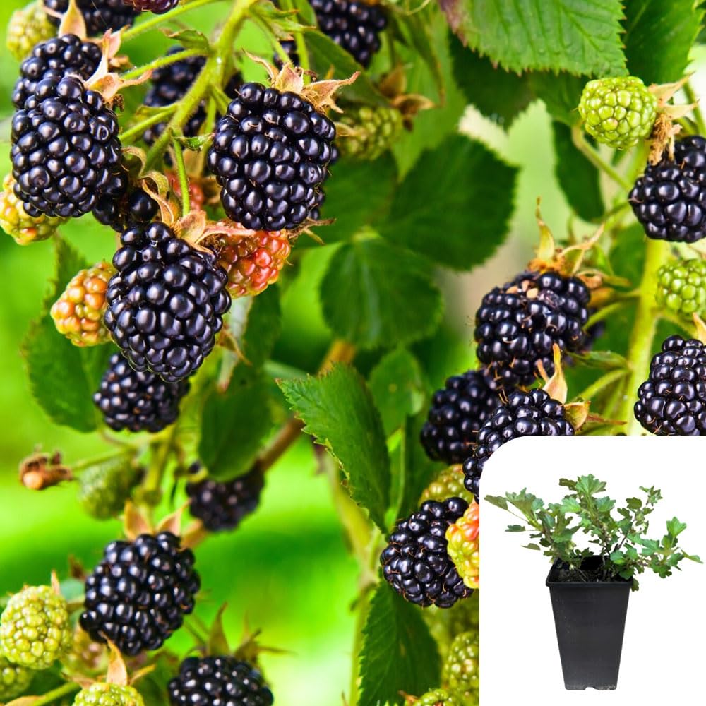 BlackBerry Thornfree, 3L Potted Plant, Large, Juicy Summer Berries, High-Yielding & Flavourful, Ideal for Fences & Walls