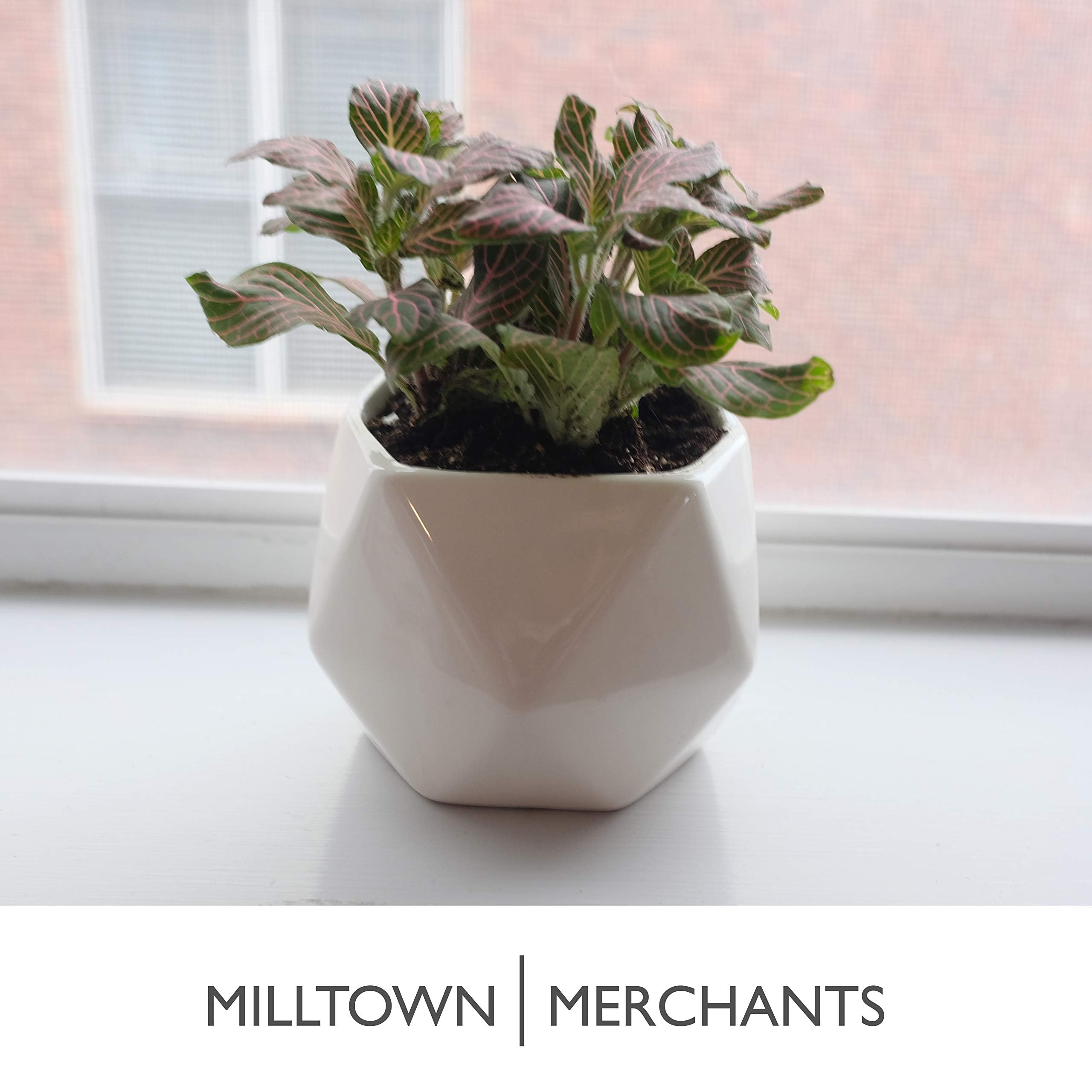 Milltown Merchants Sukkulenten-Wandvase – Moderne Keramik-Pflanzgefäß Zum Aufhängen (weiß)