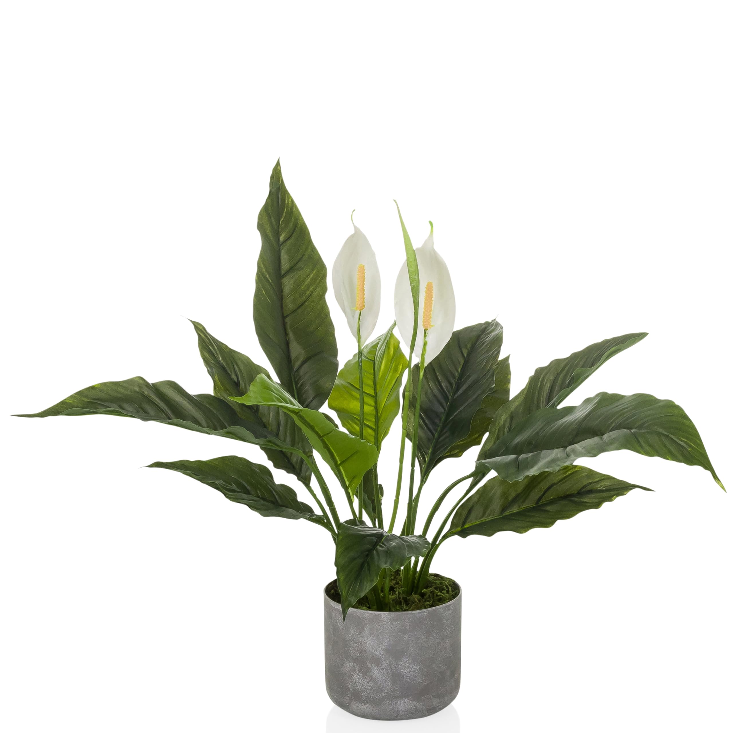 hjh OFFICE Planta artificial Spathiphyllum 1 – Planta artificial de hoja perenne aprox. 60 cm | Real, fácil de limpiar, inodora y decorativa