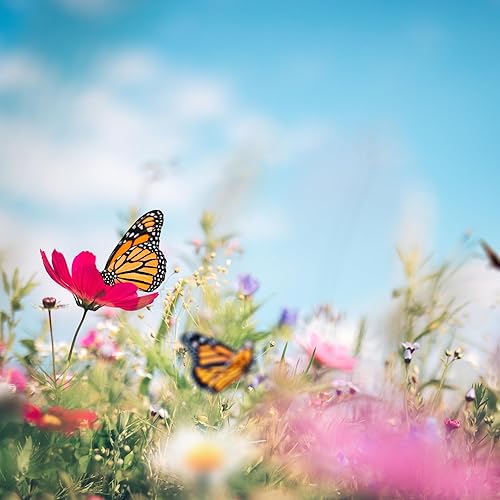 Miniatura 4 de Created By Nature Mezcla de semillas de flores silvestres de Oregon, 20 variedades de flores, 60,000 semillas