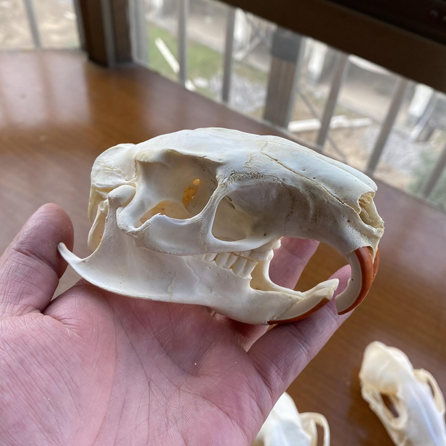 Real Genuine Animal Skull Skeleton Fox Taxidermy Supply Supplies Bone Art Tool From New2017, $12.67