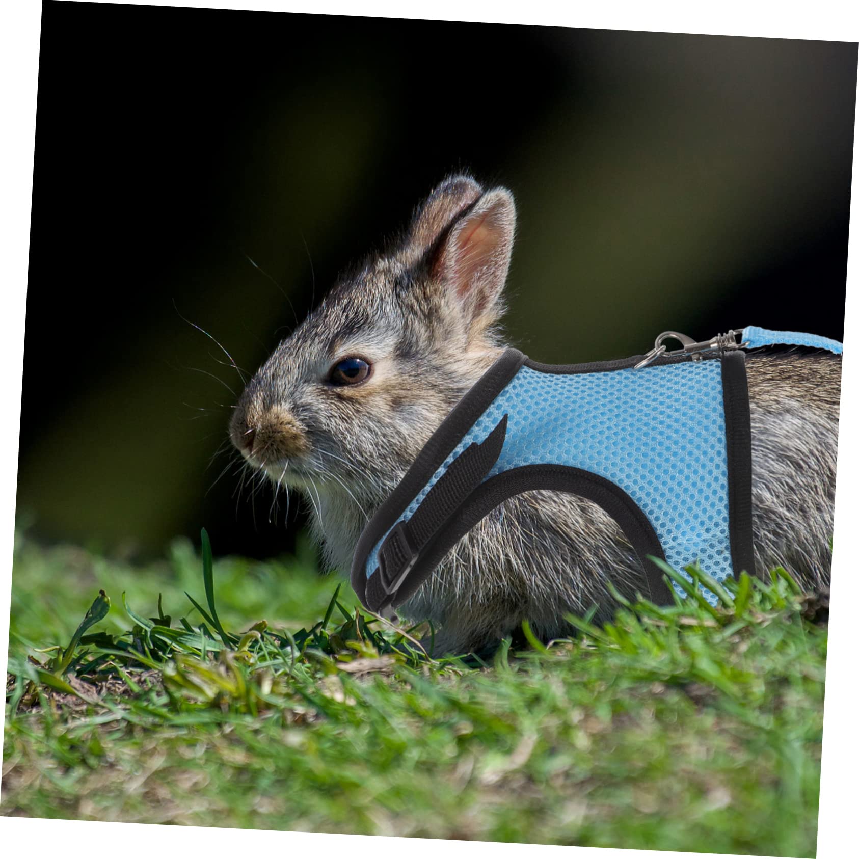 BESPORTBLE 5ensembles Laisse pour Hamster Et Animal De Harnais Et Traction Ropes Veste Confortable Et Design Unique
