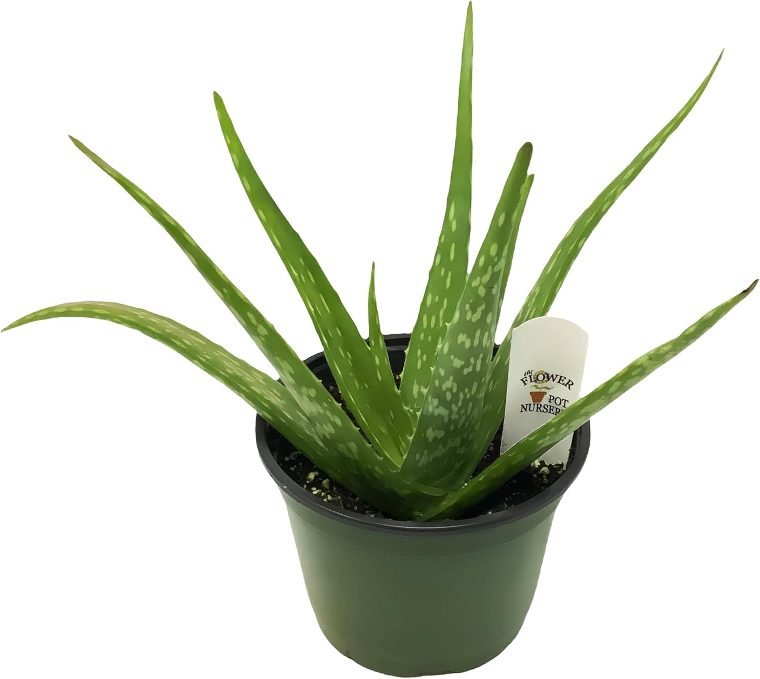 Generic FlowerPotNursery Aloe Vera Plant (Medicinal) 6"" Pot, Green