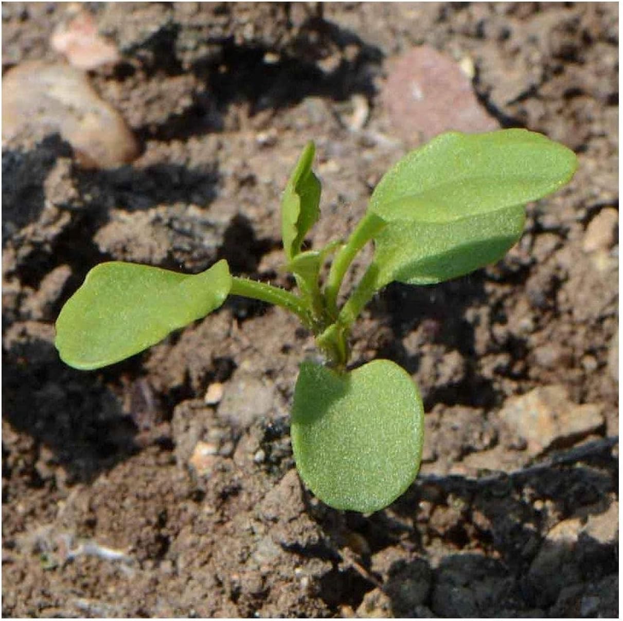 Everwilde Farms - 1 Lb Globe Candytuft Wildflower Seeds - Gold Vault