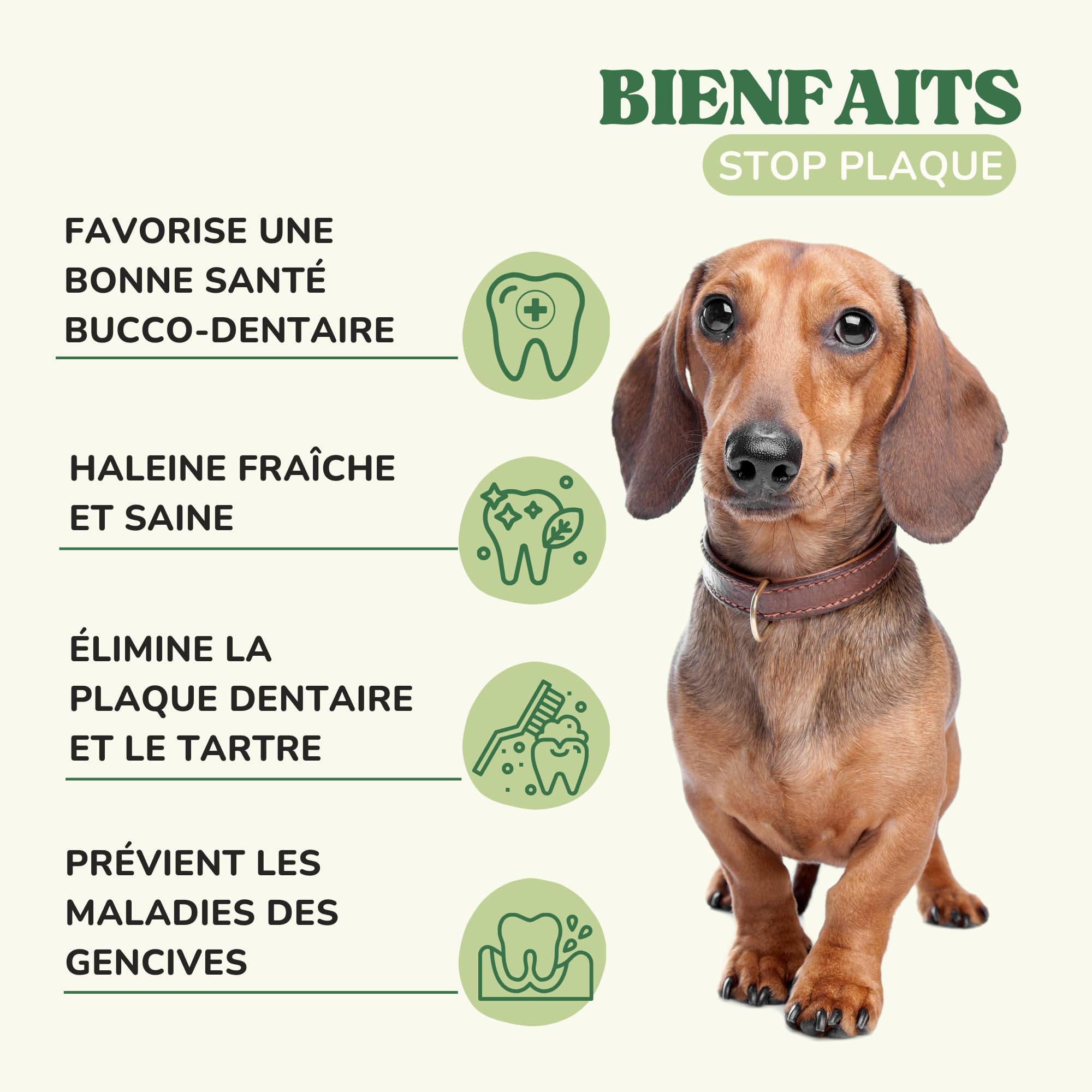 Poudre Anti Mauvaise Haleine Chien et Chat avec Algues Kelp et Chlorophylline, Remède Naturel Anti Tartre Chien et pour Réduire la Plaque Dentaire, Alternative au Dentifrice