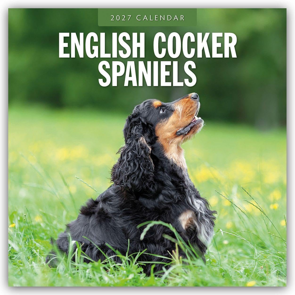 English Cocker Spaniels 2027 Square Wall Calendar: Original Red Robin Publishing Ltd-Kalender [Mehrsprachig] [Kalender]