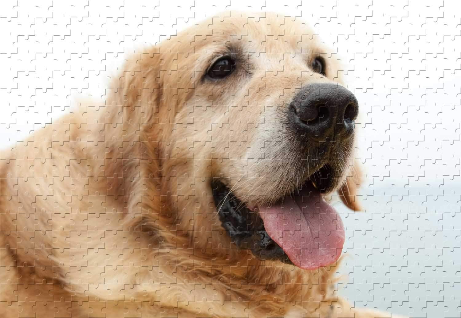 Golden retriever 1000 piece puzzle Clearance