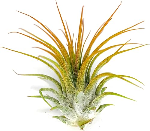 Miniatura 2 de Ionantha Guatemala Tillandsia - Planta de aire vivo de Guatemala Tillandsia, llegada saludable garantizada, gran planta de interior, decoración del