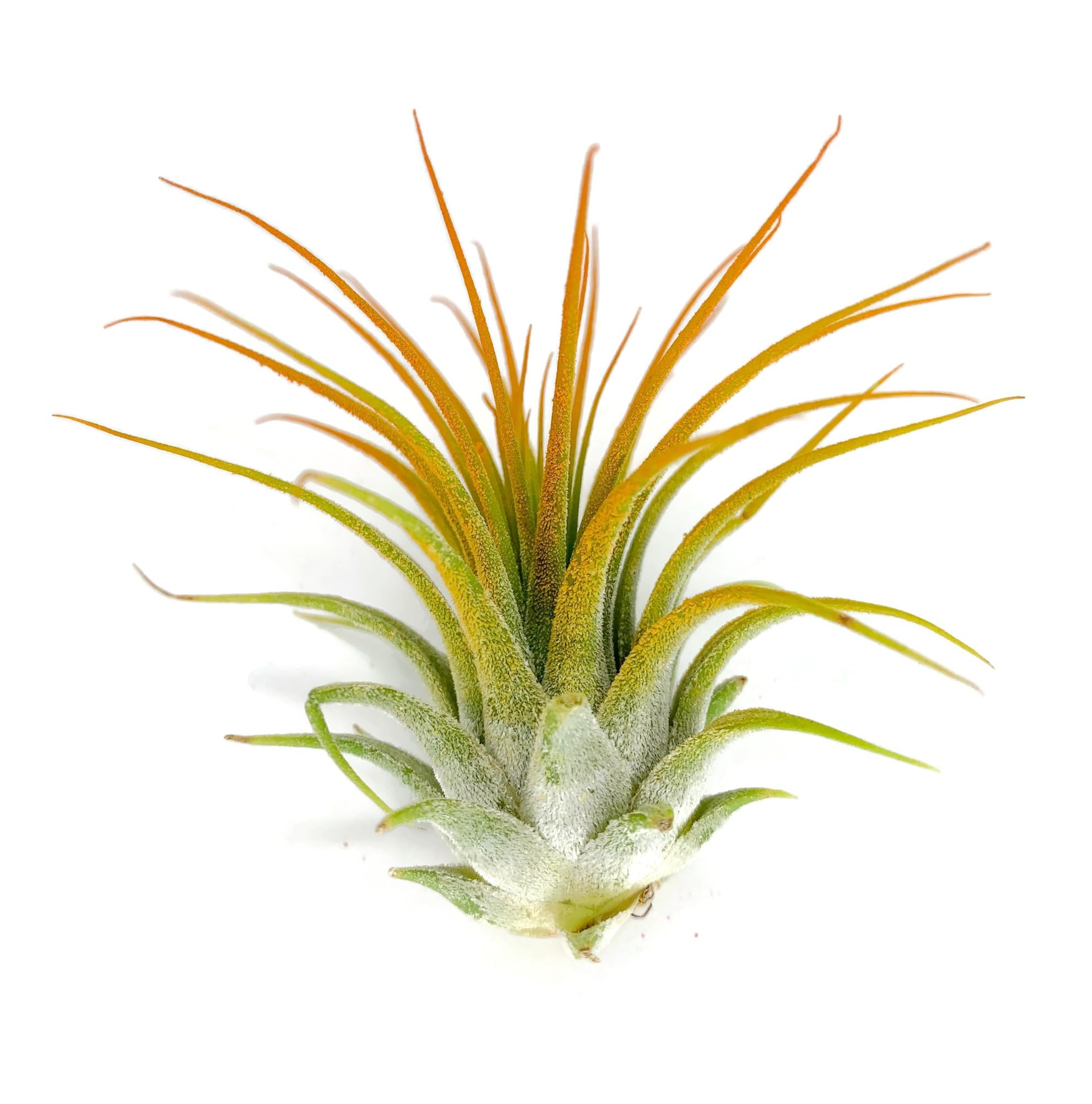Ionantha Guatemala Tillandsia Air Plant, Guatemala Tillandsia Live Airplant, Healthy Arrival Guaranteed, Great Indoor Plant, Home Decor &amp; Gift (Orange)