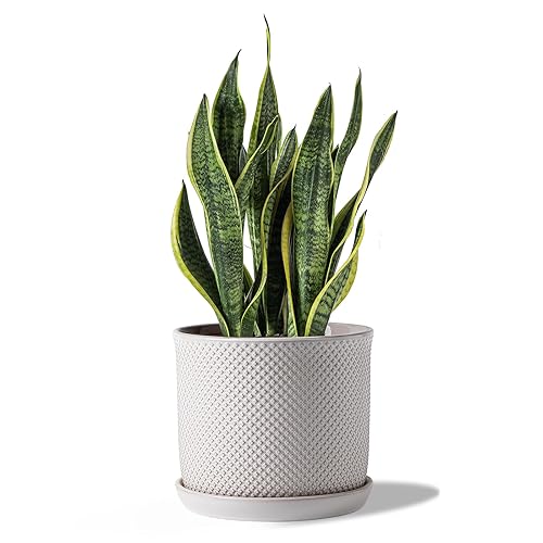 8 Inch Plant Pots: Ceramic Planter with Drainage Hole &