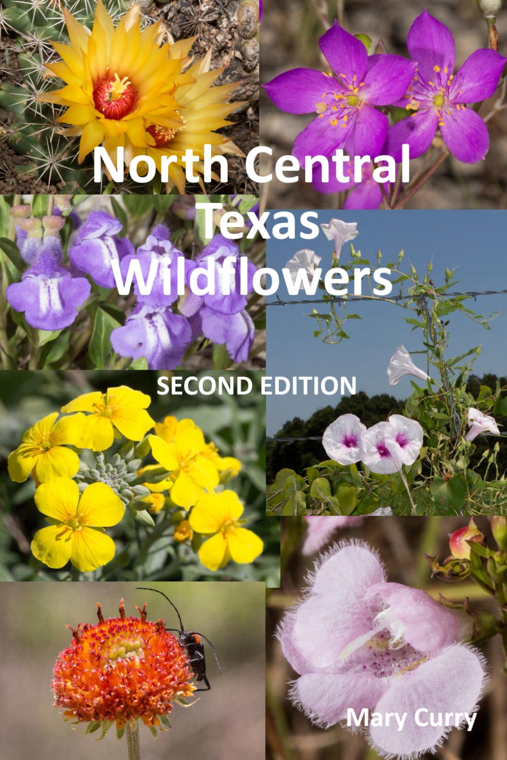 North Central Texas Wildflowers: Second Edition      Paperback – December 11, 2023