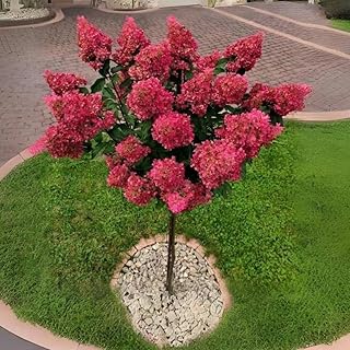 Dormant Hydrangea Live Plant Bush Shrub for Planting, 5 to 9" Hydrangea Tree Plant for Outdoor Planting, Change Color Flower Blooms (Pink to White to Red - Trim as Tree Hydrangea)