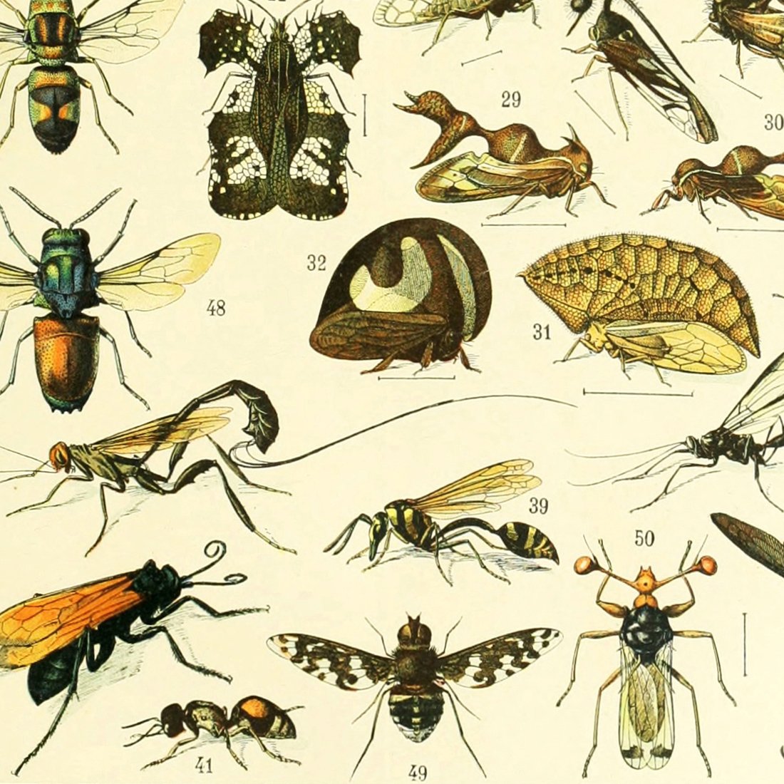 Insekten Poster 40x50cm – Kunstdruck Auf Kunststoff, Wasserfest, Ideal Für Klassenzimmer & Wanddeko