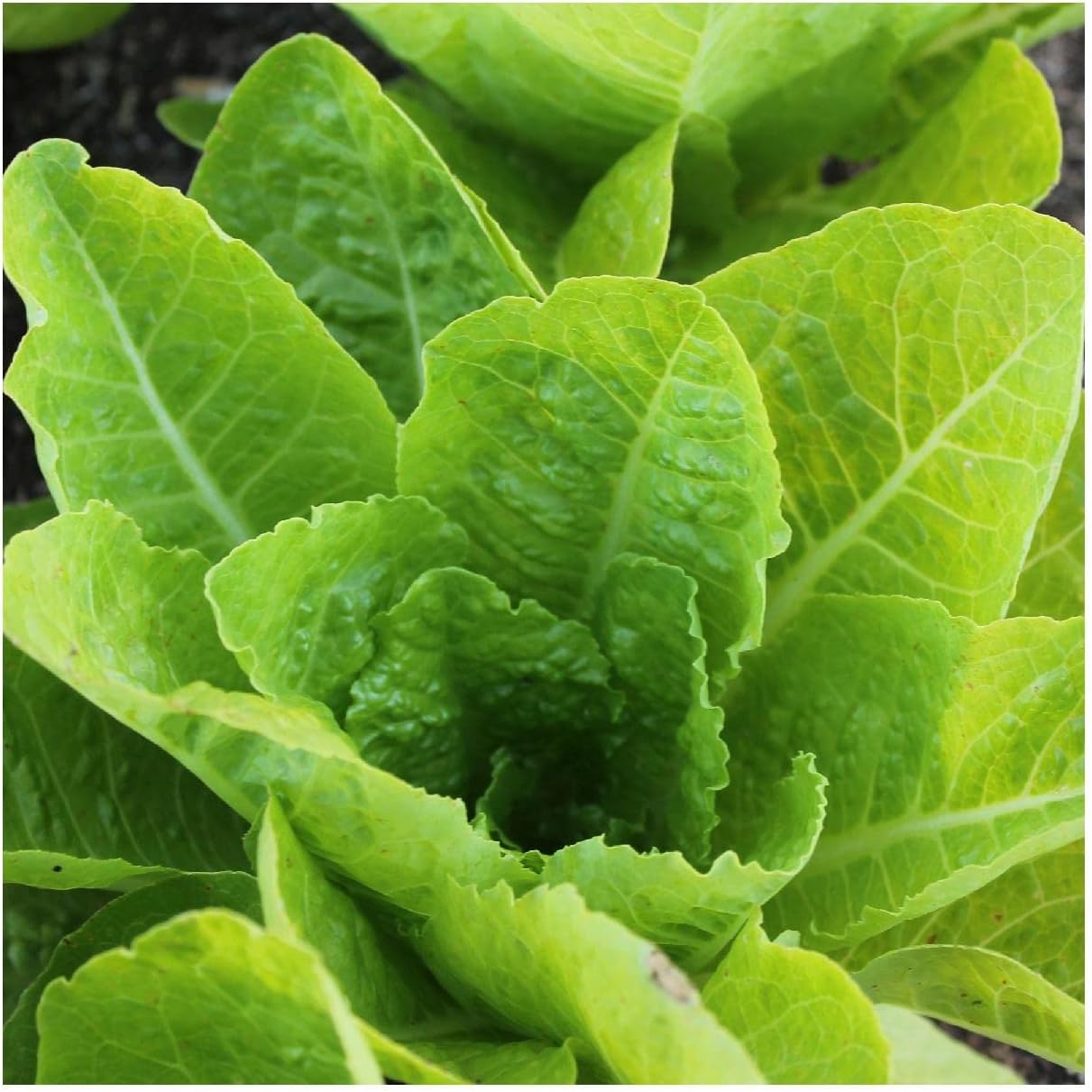 Everwilde Farms - 1 Oz Organic Jericho Romaine Lettuce Seeds - Gold Vault Packet
