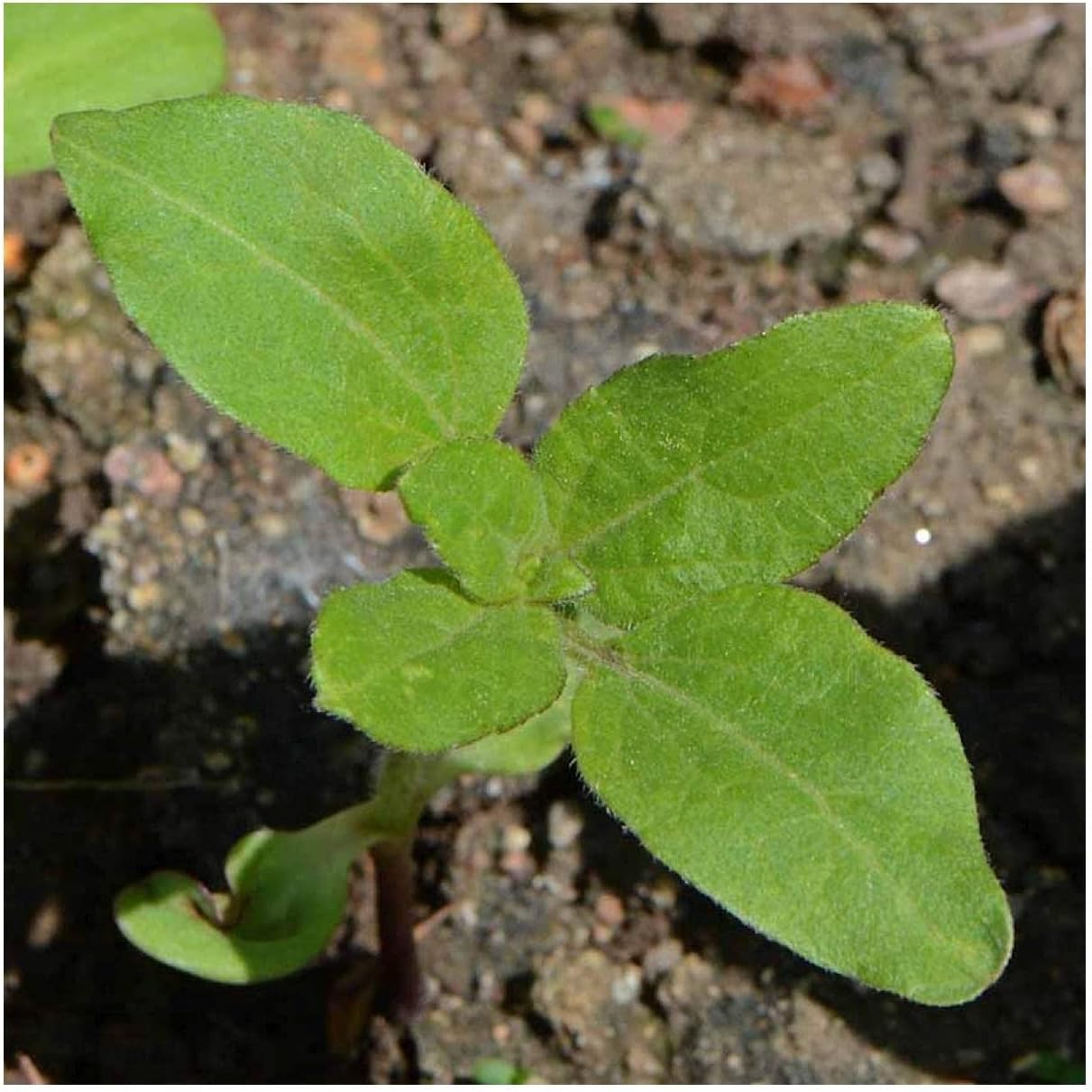 Everwilde Farms - 1 Lb Annual Sunflower Native Wildflower Seeds - Gold Vault