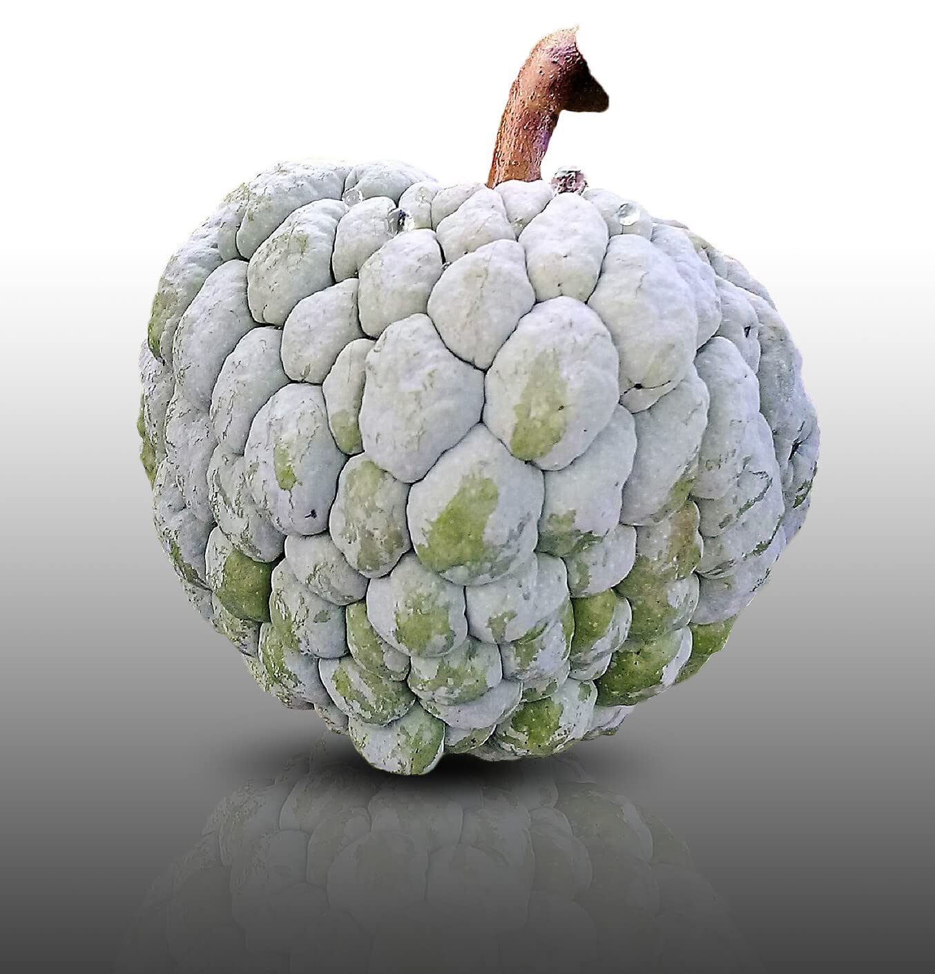 10 graines à semer - Le Grenier d'Abondance - ATTIER - Annona Squamosa